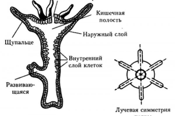 Сайт кракен онион ссылка