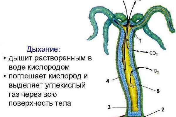 Kraken тор k2tor